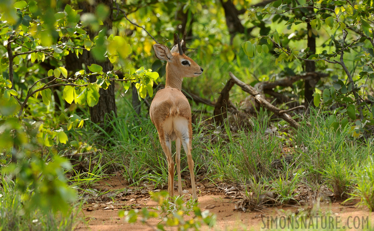 Raphicerus campestris campestris [390 mm, 1/500 sec at f / 8.0, ISO 1000]